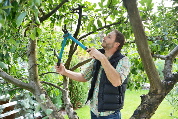 Best Fruit Tree Pruning  in Squirrel Mountain Valley, CA